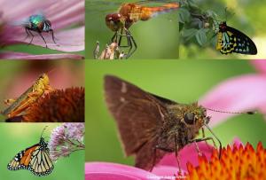 12 Insect Macro Photography Tips